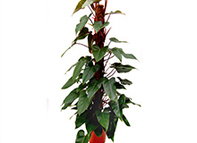 Philodendron Rouge